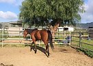 L'Engineer - Gelding in Hemet, CA L'Engineer - Gelding in Hemet, CA