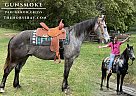 Percheron - Horse for Sale in , TX 75752