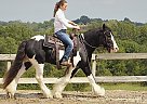 Gypsy Vanner - Horse for Sale in Sydney, NSW 2000
