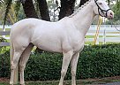 Akendo - Gelding in Dallas, TX Akendo - Gelding in Dallas, TX
