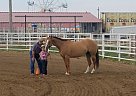 Quarter Horse - Horse for Sale in Akron, CO 80720