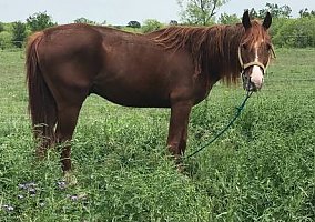 Tennessee Walking (Tennessee Walking, Stallion) in Mustang Ridge, TX