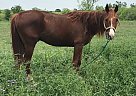 RED - Stallion in Mustang Ridge, TX
