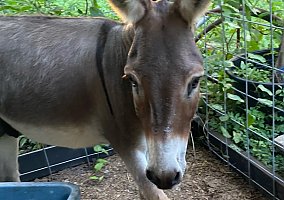 Donkey (Donkey, Stallion) in Trenton, FL