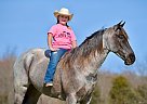 Kentucky Mountain - Horse for Sale in Crab Orchard, KY 40419 Kentucky Mountain - Horse for Sale in Crab Orchard, KY 40419