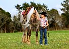 Tennessee Walking - Horse for Sale in Marion Junction, AL 36759 Tennessee Walking - Horse for Sale in Marion Junction, AL 36759