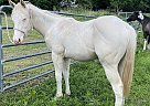 Oldenburg - Horse for Sale in Rockdale, TX 76567-__