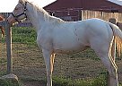 Whosyoursgardd - Stallion in Kuna, SD