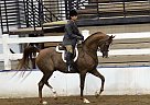 CaptainAmericaGP - Gelding in Buna, SD CaptainAmericaGP - Gelding in Buna, SD