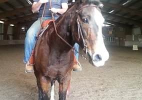 Quarter Horse (Quarter Horse, Gelding) in Wolcott, CT