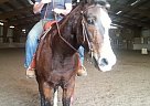 Quarter Horse - Horse for Sale in Wolcott, CT 06716 Quarter Horse - Horse for Sale in Wolcott, CT 06716