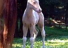 Paint - Horse for Sale in Creswell, OR 97426
