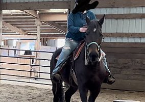Standardbred (Standardbred, Mare) in Otis, OR