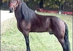 Super Mellow With a Heart Of Gold! Tennessee Walking Stallion