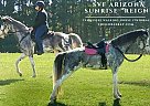 Tennessee Walking - Horse for Sale in Grass Lake, MI 49240