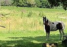 Paint Mare Izzy
