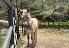 Donkey - Horse for Sale in Prairie du Chien, WI 53821