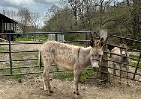 Donkey