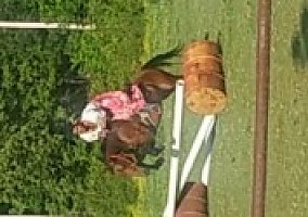5 Year old bay Grade QH Filly Cheshire Moon