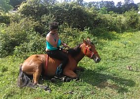 Quarter Horse (Quarter Horse, Mare) in Greenwood, SC