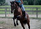 Thoroughbred Jumper Must Sell Thoroughbred Mare