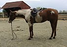 Fancy Paint/QH g Quiet Super Mov... Paint Gelding