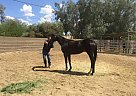 Super Nice Black Thoroughbred Fi... Mare