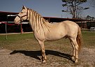Andalusian - Horse for Sale in Houston, TX 77396 Andalusian - Horse for Sale in Houston, TX 77396