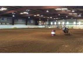 Quarter Horse (Quarter Horse, Stallion) in Bee Branch, AR