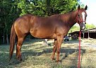Quarter Horse - Horse for Sale in San Antonio, TX 78205