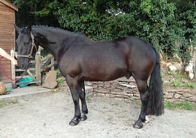 Arabian (Arabian, Stallion) in Ackworth, IA