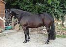 Arabian - Horse for Sale in Ackworth, IA 50001