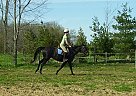 Thoroughbred - Horse for Sale in Williamstown, ON 