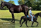 Tennessee Walking - Horse for Sale in , TN 37128