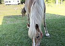 Haflinger - Horse for Sale in Ocala, FL 34480