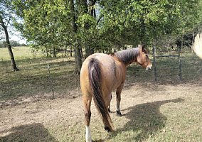 Grade (Quarter Horse, Gelding) in Sulphur springs, TX
