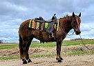 Haflinger - Horse for Sale in Sebeka, MN 56477 Haflinger - Horse for Sale in Sebeka, MN 56477