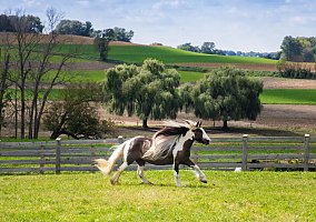 Gypsy Vanner - Horse for Sale in Intercourse, PA 17572 Gypsy Vanner - Horse for Sale in Intercourse, PA 17572
