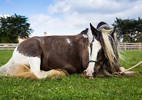 Gypsy Vanner (Gypsy Vanner, Mare) in Intercourse, PA