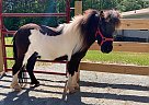 Miniature - Horse for Sale in Rougemont, NC 27572