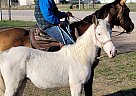 Cotton - Mare in Gladwin, MI Cotton - Mare in Gladwin, MI