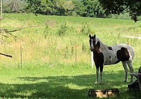 Paint Mare Izzy