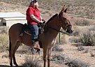 Mule - Horse for Sale in Kingman, AZ 86409