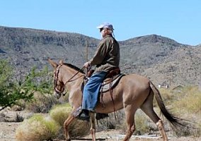 Mule
