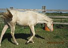 Tug - Gelding in Milnor, ND Tug - Gelding in Milnor, ND