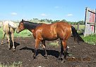 Junebug - Mare in Milnor, ND Junebug - Mare in Milnor, ND
