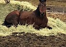 Indy - Mare in Nampa, ID Indy - Mare in Nampa, ID