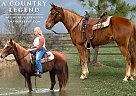 Missouri Fox Trotter - Horse for Sale in Houston, MO 65483