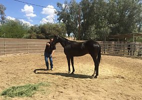 Super Nice Black Thoroughbred Filly Mare