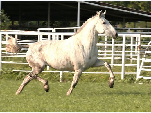 2018 Flashy Andalusian Mare